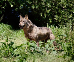 La vertiente asturiana suma el 70% de los daños del lobo en los Picos de este 2015
